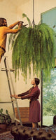 Hanging Gardens - Vintage 70s Ideas For Hanging Plants Instant Download PDF 82 pages